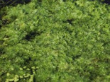 Wasserfeder, Hottonia palustris, Topfware