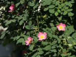 Weinrose / Schottische Zaunrose, 60-100 cm, Rosa rubiginosa, Containerware