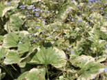 Weißrandiges Kaukasus-Vergissmeinnicht 'Variegata', Brunnera macrophylla 'Variegata', Topfware
