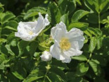 Weiße Apfelrose ‚Alba‘ /- Kartoffelrose /- Hagebutte, 40-60 cm, Rosa rugosa ‚Alba‘, Containerware
