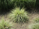 Weißgerandete Segge 'Snowline', Carex conica 'Snowline', Topfware