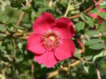 Rote Büschelrose / Mandarin-Rose, 40-60 cm, Rosa moyesii, Containerware