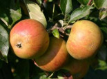 Herbstapfel ‚Cox Orange‘ Renette, Stamm 40-60 cm, 120-160 cm, Malus ‚Cox Orange‘ Renette, Containerware