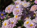 Winteraster ‚Andante‘, Chrysanthemum x hortorum ‚Andante‘, Topfware