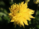 Winteraster ‚Citronella‘, Chrysanthemum x hortorum ‚Citronella‘, Topfware