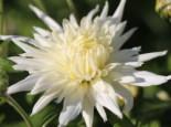 Winteraster 'Larry', Chrysanthemum x hortorum 'Larry', Topfware