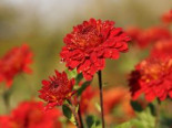 Winteraster ‚Rehauge‘, Chrysanthemum x hortorum ‚Rehauge‘, Topfware