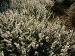 Winterblühende Heide ‚White Perfection‘ / ‚Isabell‘, 15-20 cm, Erica x darleyensis ‚White Perfection‘ / ‚Isabell‘, Topfware