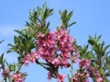 Zierpfirsich ‚Bonanza‘, Stamm 20-30 cm, 50-60 cm, Prunus persica ‚Bonanza‘, Stämmchen