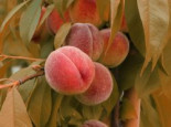 Zierpfirsich ‚Rubira‘, 125-150 cm, Prunus persica ‚Rubira‘, Containerware