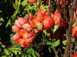 Zierquitte ‚Pink Lady‘, 40-60 cm, Chaenomeles ‚Pink Lady‘, Containerware