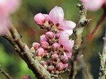 Zwerg-Nektarine ‚Didone‘, Stamm 20-30 cm, Prunus nucipersica ‚Didone‘, Stämmchen