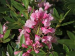 Zwerg-Rhododendron ‚Bloombux‘ ® (Magenta), 20-30 cm, Rhododendron micranthum ‚Bloombux‘ ® (Magenta), Containerware