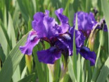 Zwergige Schwertlilie 'Banbury Ruffles', Iris x barbata-nana 'Banbury Ruffles', Topfware