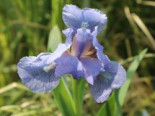 Zwergige Schwertlilie ‚Blue Denim‘, Iris x barbata-nana ‚Blue Denim‘, Topfware