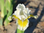 Zwergige Schwertlilie 'Captive Sun', Iris x barbata-nana 'Captive Sun', Topfware