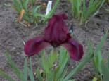 Zwergige Schwertlilie ‚Pastel Charme‘, Iris x barbata-nana ‚Pastel Charme‘, Topfware