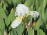 Zwergige Schwertlilie ‚Schwanensee‘, Iris x barbata-nana ‚Schwanensee‘, Topfware