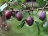 Zwetschge 'Bühler Frühzwetschge', Stamm 40-60 cm, 120-160 cm, Prunus 'Bühler Frühzwetschge', Containerware