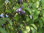 Zwetsche 'Haganta' ®, Stamm 40-60 cm, 120-160 cm, Prunus 'Haganta' ®, Containerware