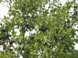 Zwetsche ‚Hauszwetsche‘, Stamm 40-60 cm, 120-160 cm, Prunus ‚Hauszwetsche‘, Containerware