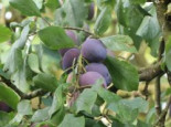 Zwetsche ‚Ortenauer Typ Borssumer‘, Stamm 40-60 cm, 120-160 cm, Prunus domestica ‚Ortenauer Typ Borssumer‘, Containerware