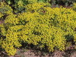 Zypressen-Wolfsmilch, Euphorbia cyparissias, Topfware